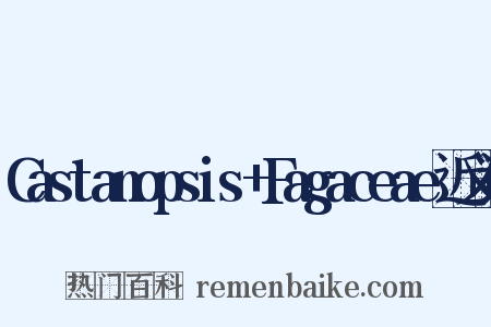 Castanopsis+Fagaceae近义词是什么意思的图片
